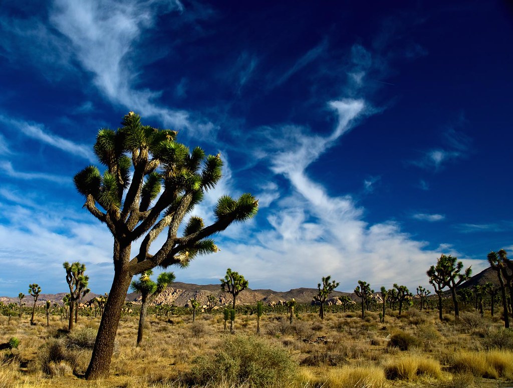 Leaning Joshua Tree and Clouds