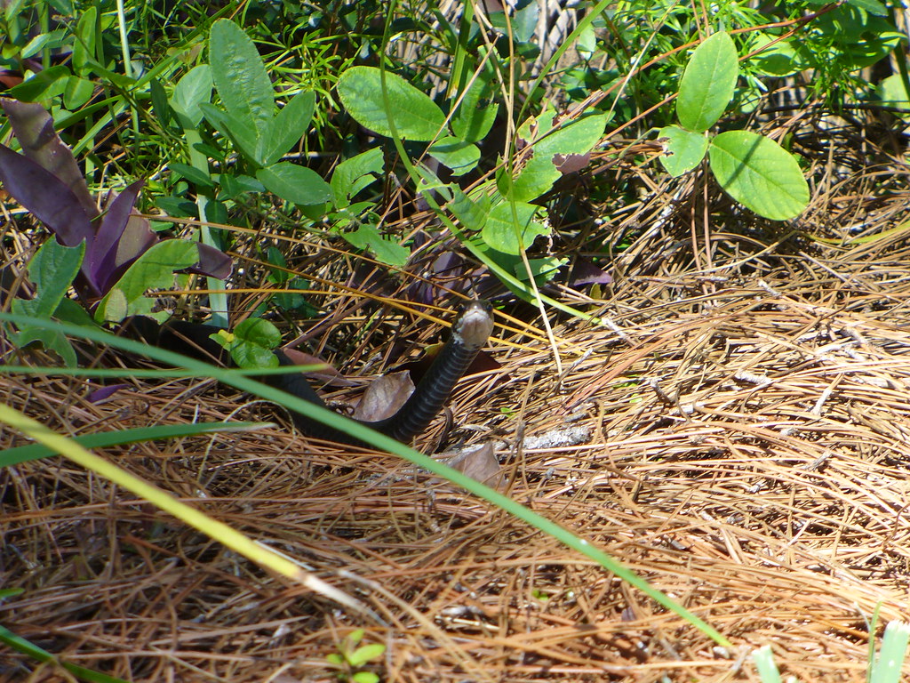 Jacksonville FL Black Racer Snake