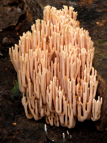 Upright Coral