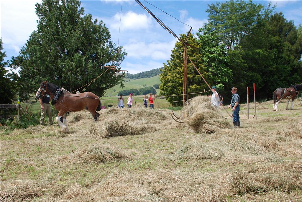 Waikato Heavy Horse Association Haymaking Day