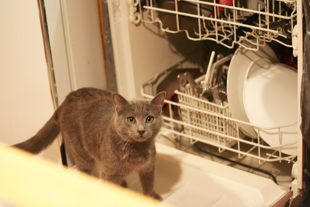 Checking out the newly fixed dishwasher!