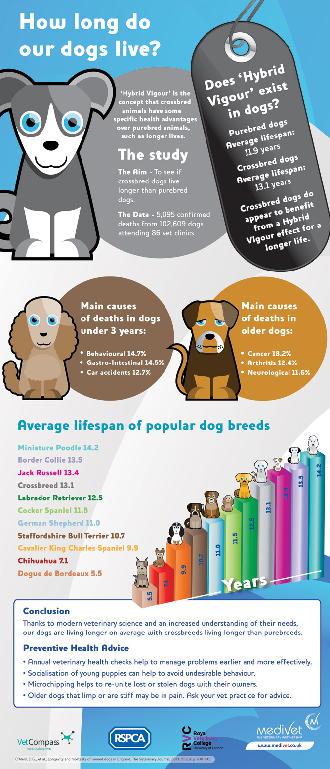 RSPCA how long do dogs live infographic