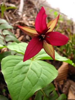 Trillium are one species of wildflower you can find in Southern WV. Photo from NPS