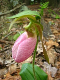 Pink Lady Slipper orchid. Photo from NPS