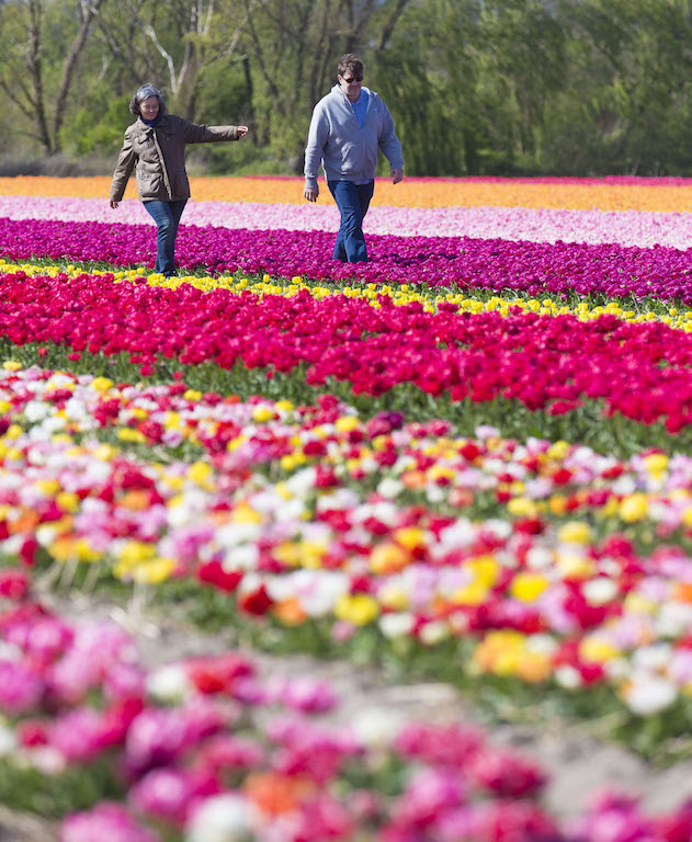 أكبر حديقة أزهار تفتح أبوابها باكراً هذا العام
