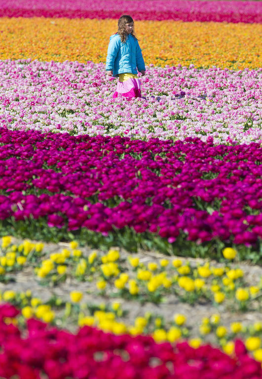 أكبر حديقة أزهار تفتح أبوابها باكراً هذا العام