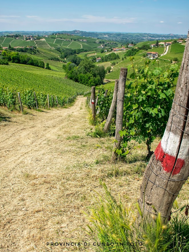 Fotografie Borgo di Barbaresco - Langhe