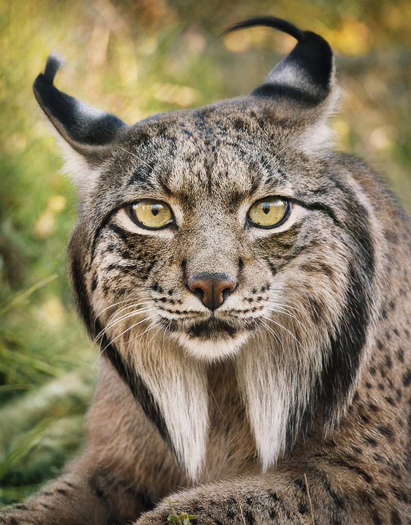 lince iberico