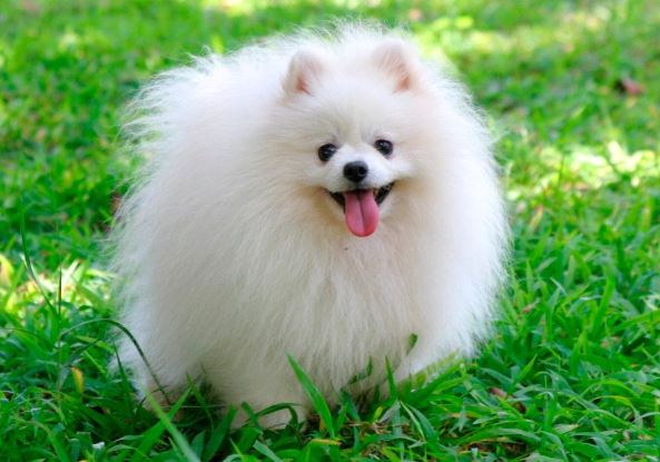 pomerania