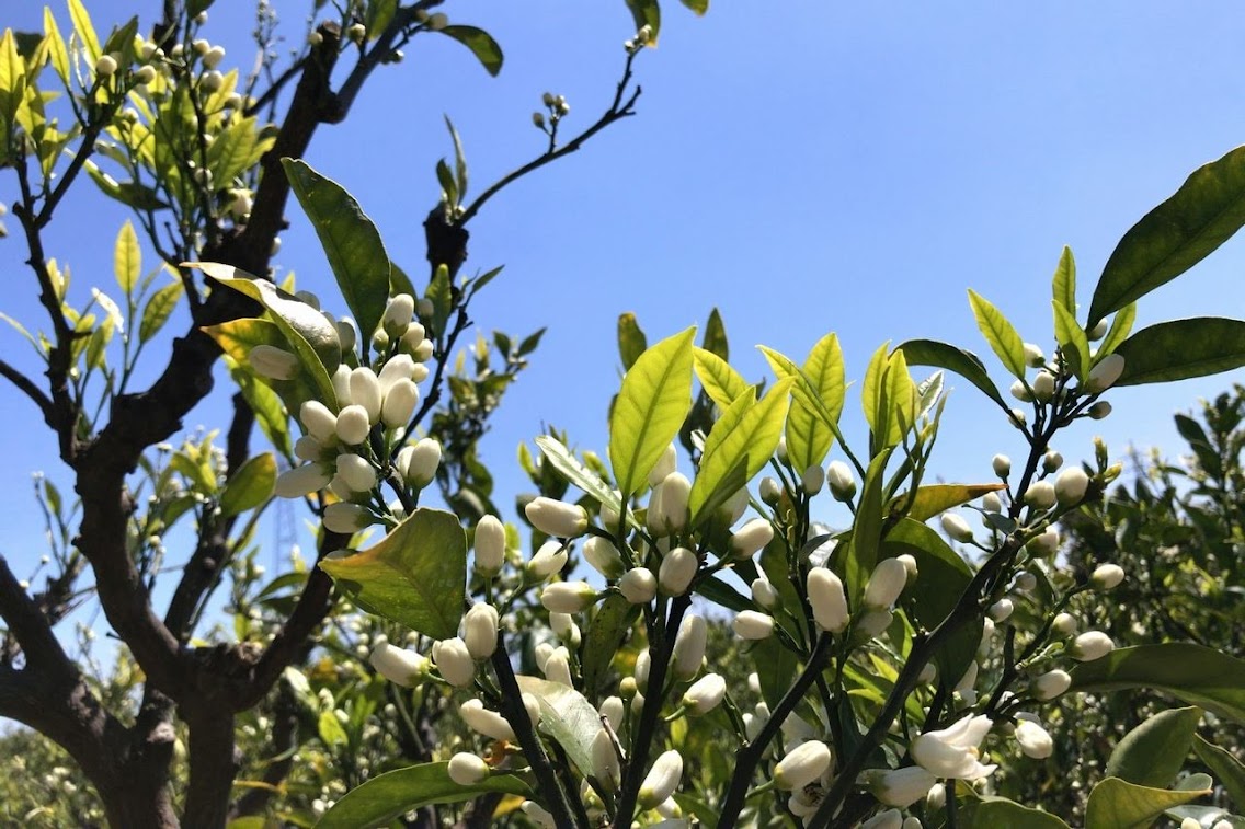 そろそろ開花を迎えます。