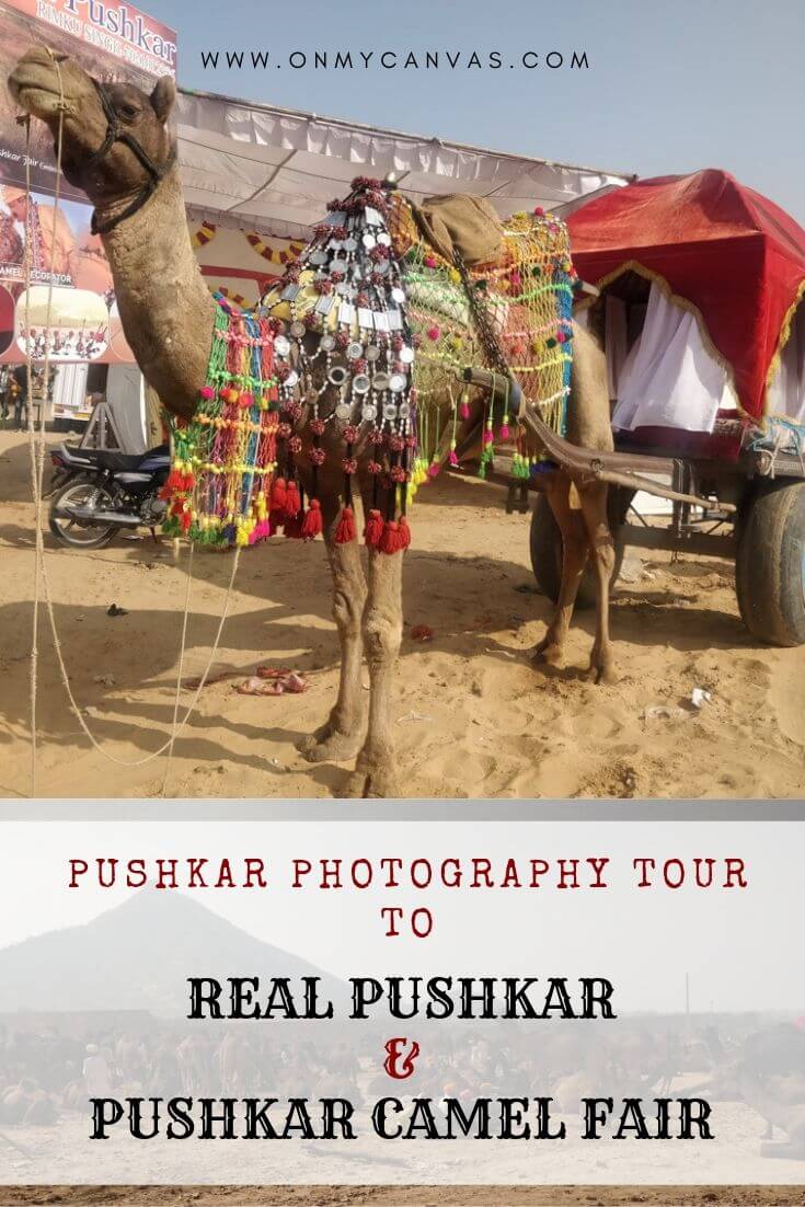 Pushkar Camel Fair Photography Tour - A Close Look at Pushkar Rajasthan India India Pushkar | Pushkar India | Camel Fair Pushkar | Camel Fair in Pushkar Camel Festival | Pushkar city | Pushkar photos | What to do in Pushkar | Pushkar Fair Rajasthan | Pushkar Trip | Pushkar Festival | Pushkar | Pushkar Fair Travel | Pushkar Fair Camels | Pushkar Fair Festivals | Pushkar Fair photography | best places in India to visit | Colorful Places in India | Cultural Places in India #India #discoverindia 