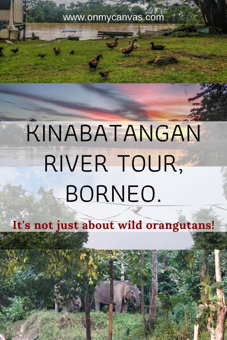 pinterest+image+for+river+cruise+kinabatangan