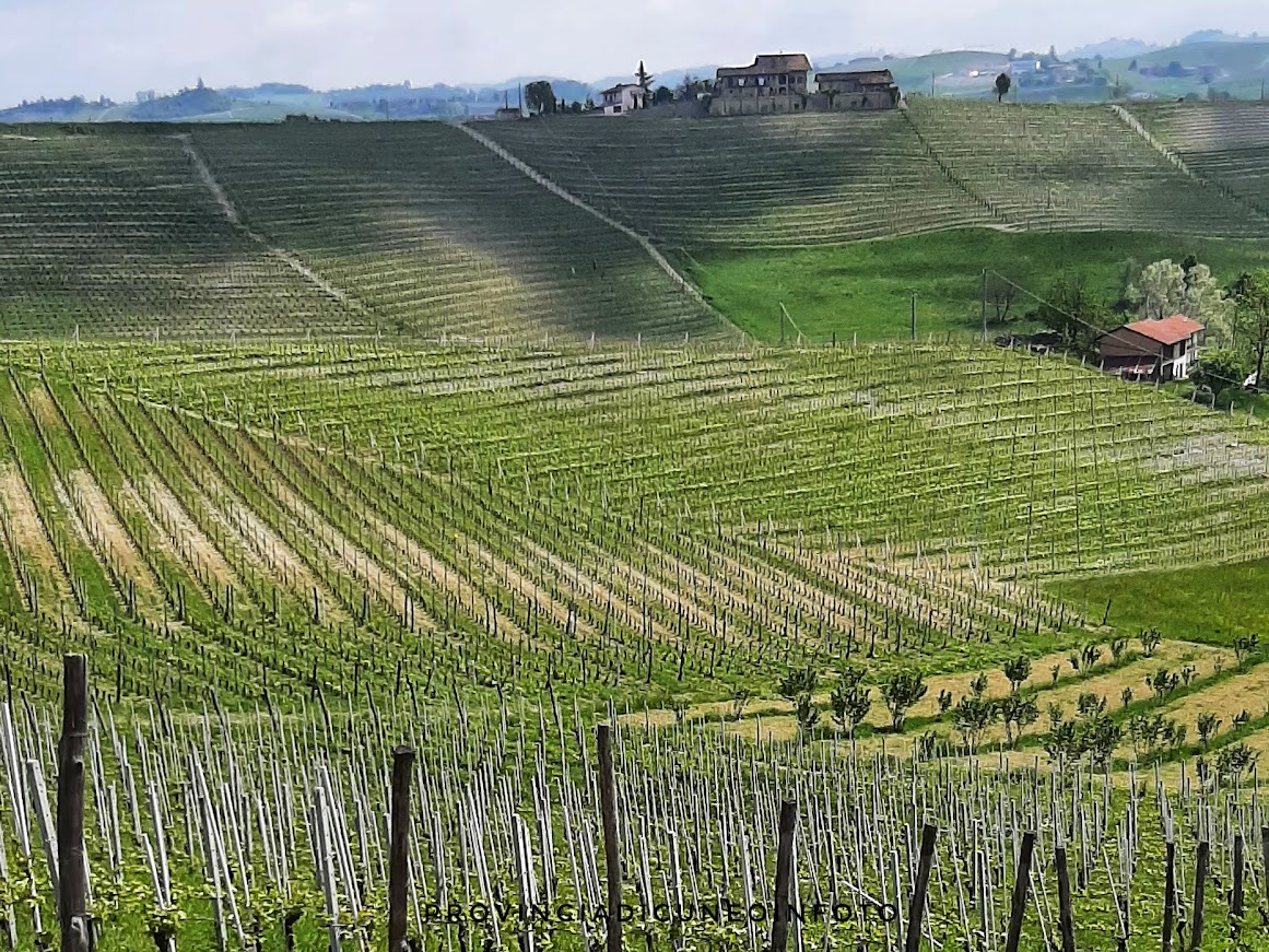 La vigna dij ciuc - La vigna degli ubriachi a Dogliani