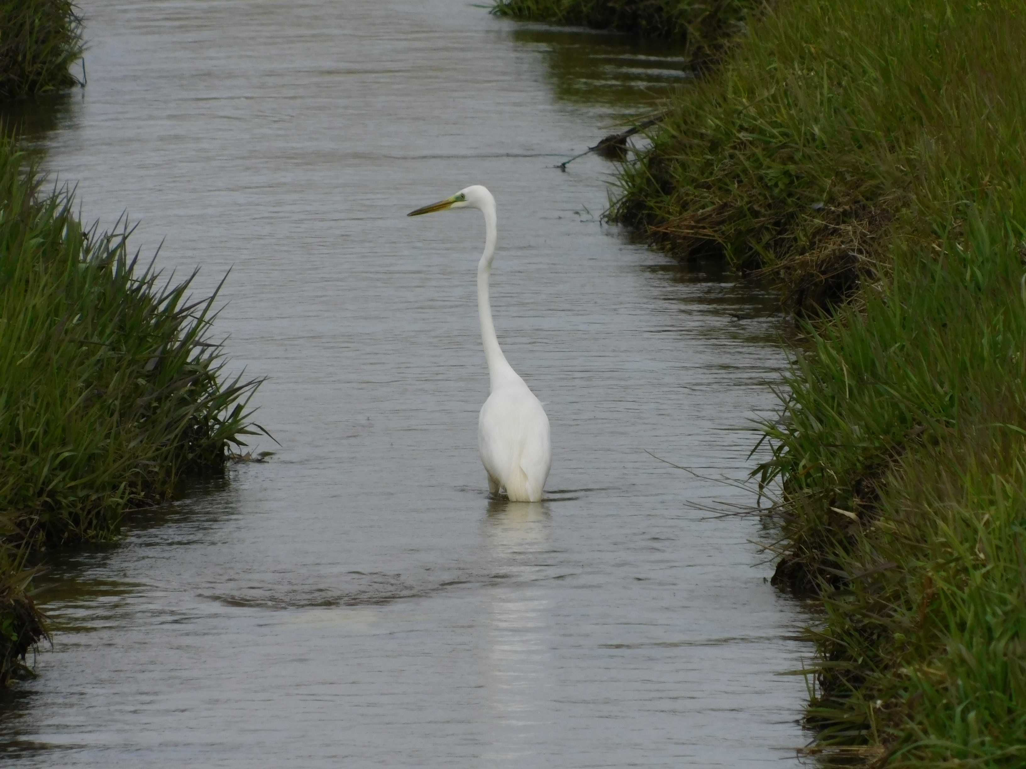 �c�O�Ȃ��甒�����񂽂��̓V�x���A�֓n���Ă��܂������ƁB�ł��A�V���T�M�����܂����B