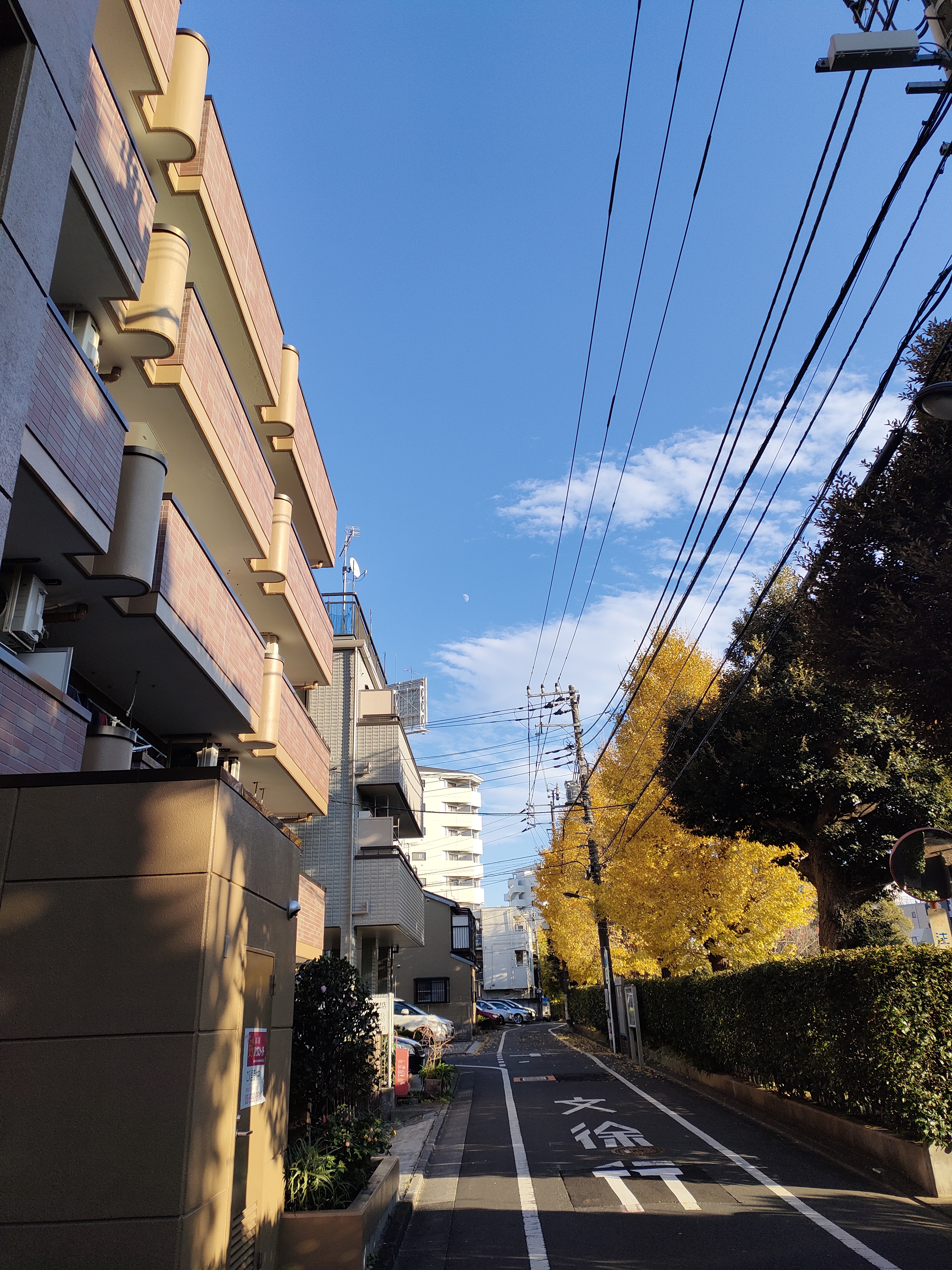 ���̌����C�C�J���W�������̂ŎB�����̂ł����c�B