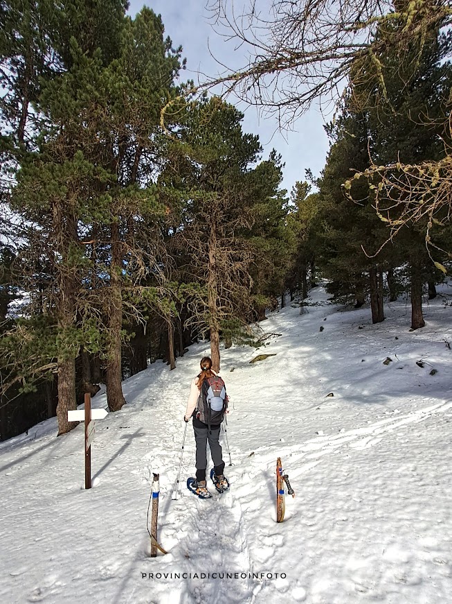 Il Bosco dell'Alevè, a due passi da Chianale