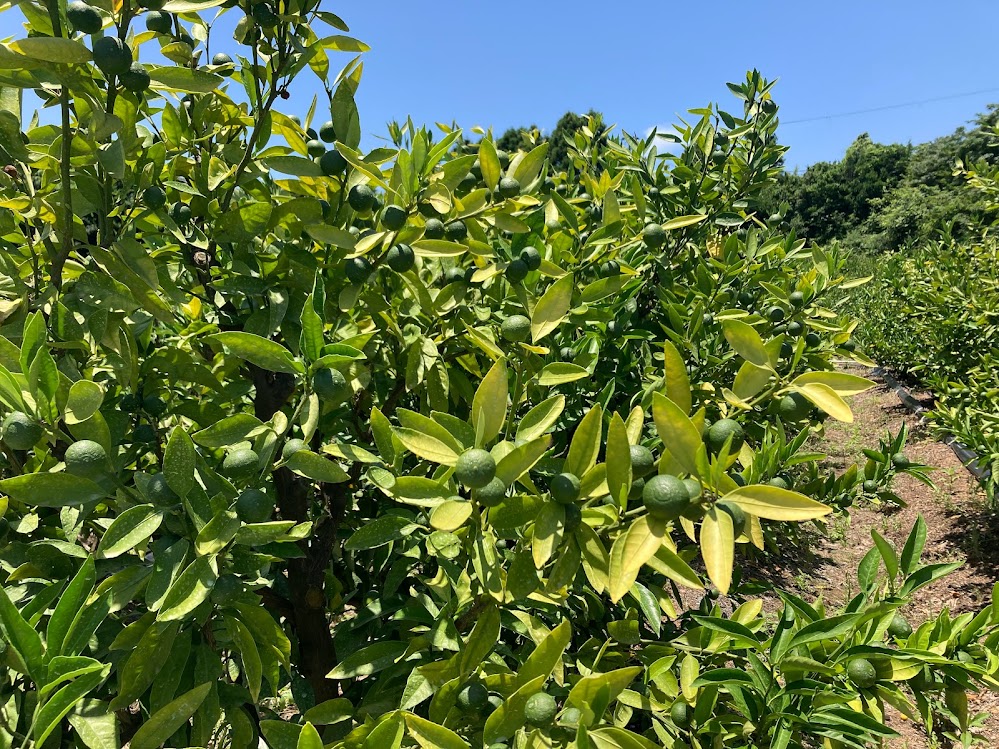 不安定なお天気が続いておりますが。