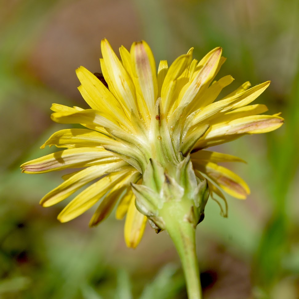 onderzijde lintbloemen