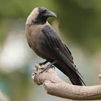 10 lakh Indian crows