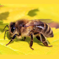 World Bee Day 2024