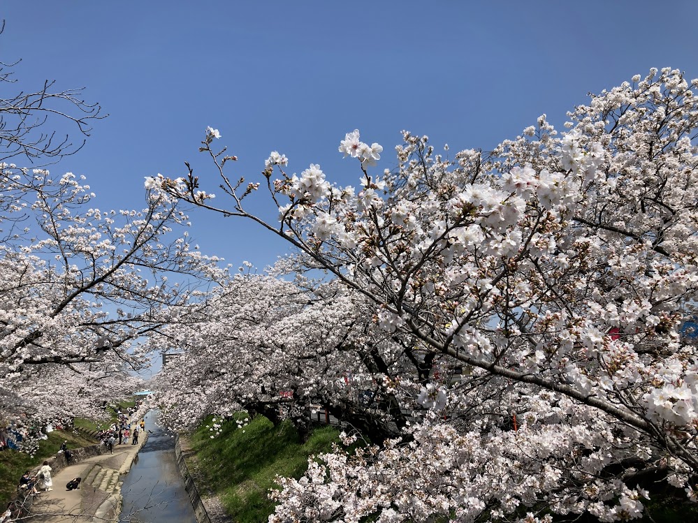 「不知火」の収穫を始めます。