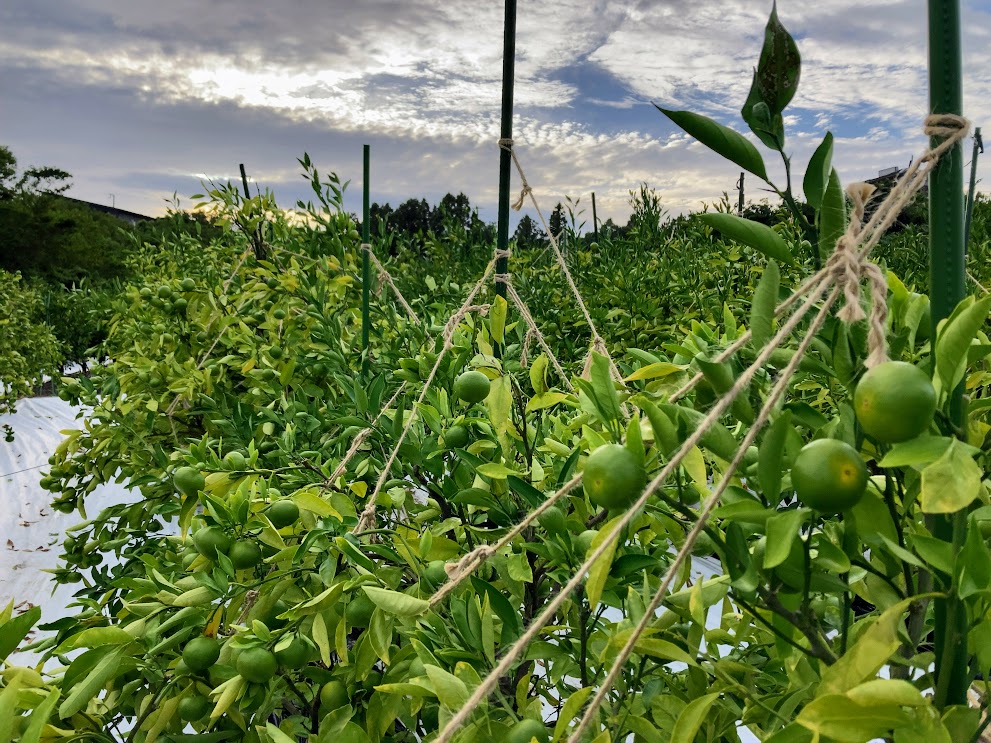 毎年恒例の。