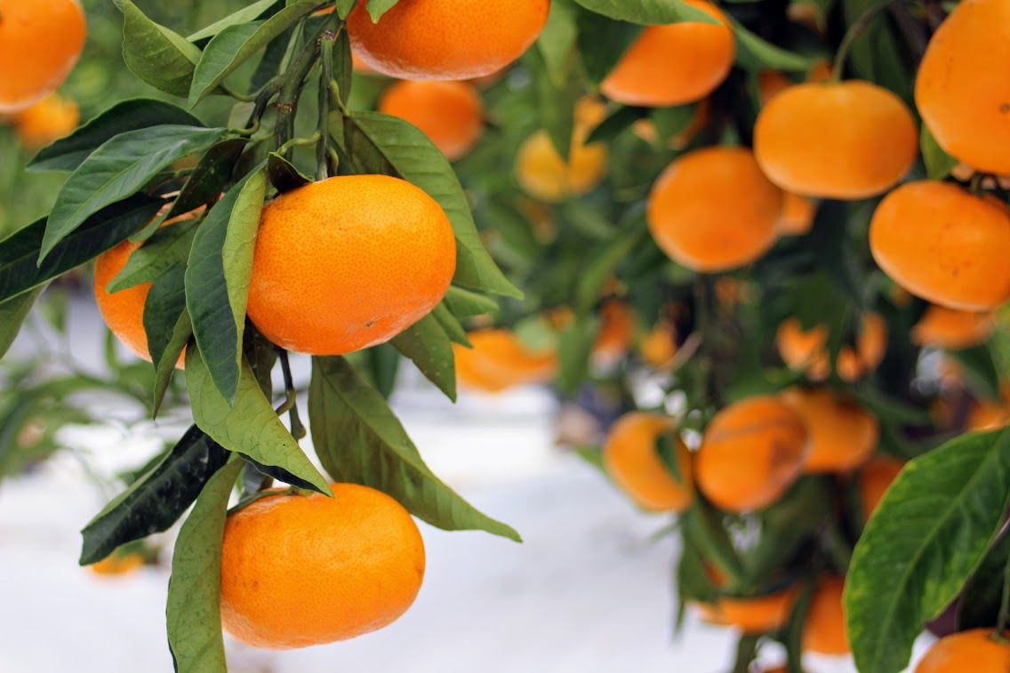 2025年「完熟極早生みかん」