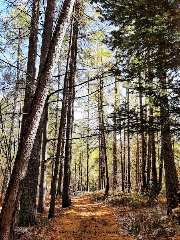 Escursione in autunno nel Bosco delle Navette in Valle Tanaro