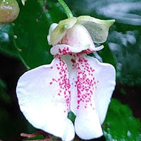 Impatiens Minnamparensis