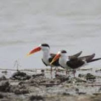 Nagi and Nakti bird sanctuaries