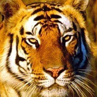 Suhelwa Wildlife Sanctuary