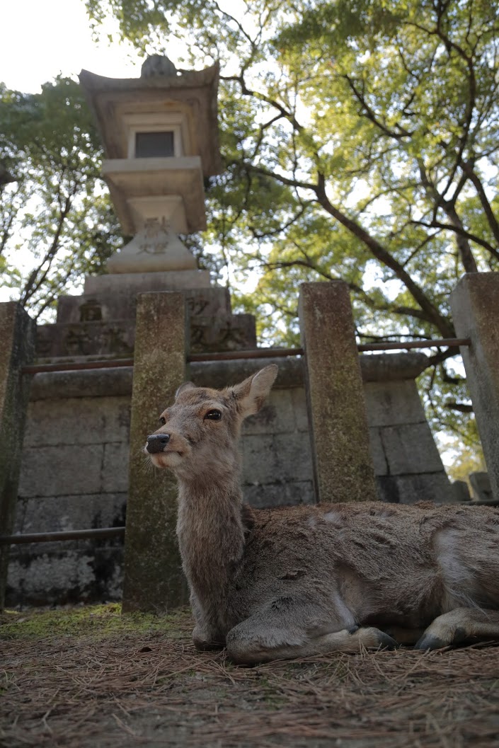 奈良公園に鹿を撮りに行ってきました♪|FLAT4のブログ|OUR 奈良公園に鹿を撮りに行ってきました♪|FLAT4のブログ|OUR