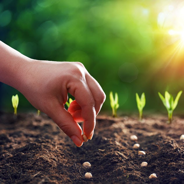 sowing.eth Ethereum Name Service (ENS and .eth domain) PFP