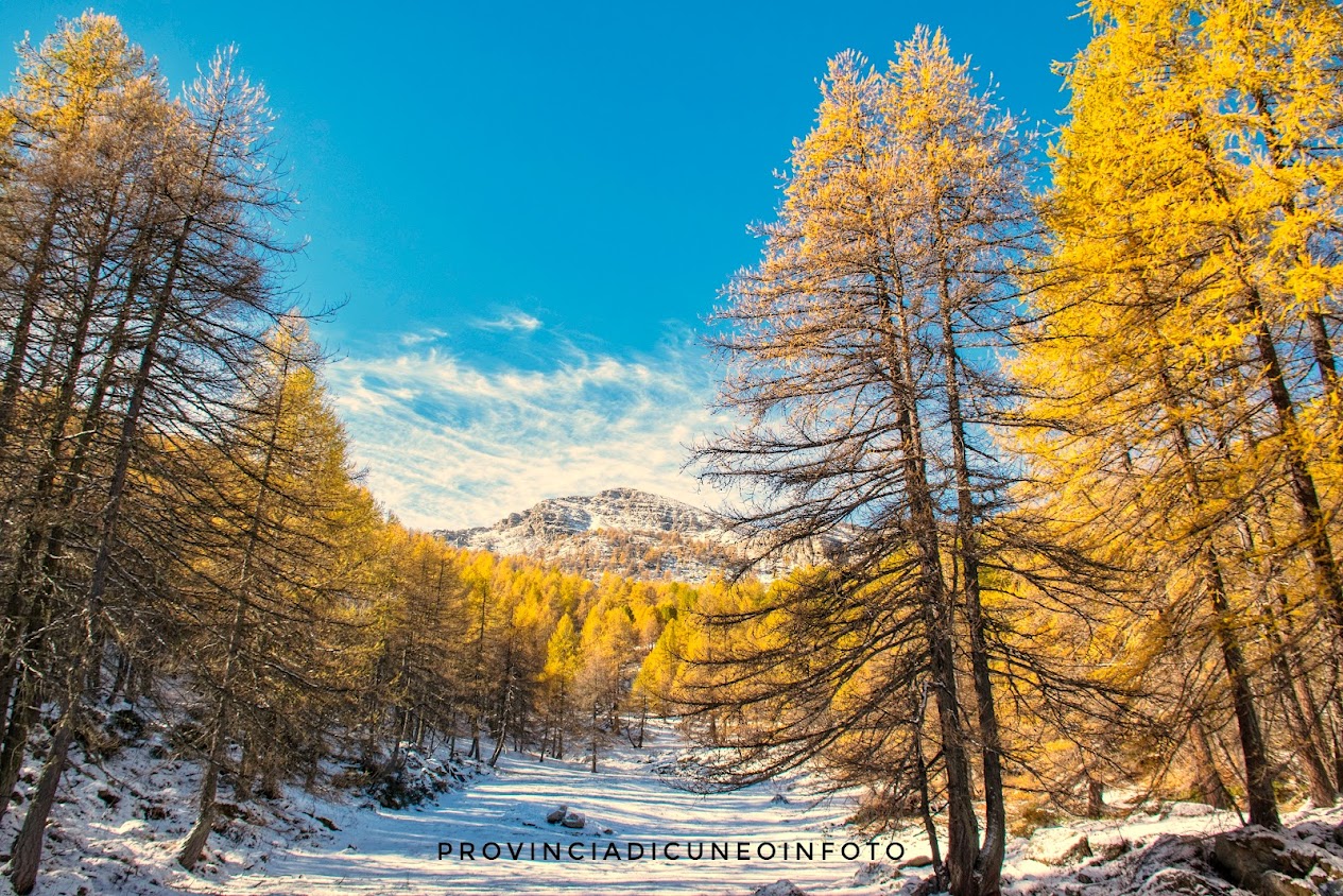 Escursione in autunno nel Bosco delle Navette in Valle Tanaro