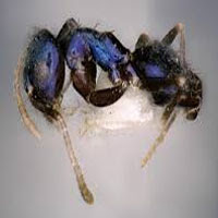 Paraparatrechina neela