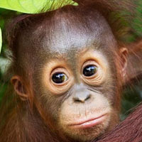 orangutan diplomacy
