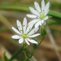 Stellaria Mcclintockiae
