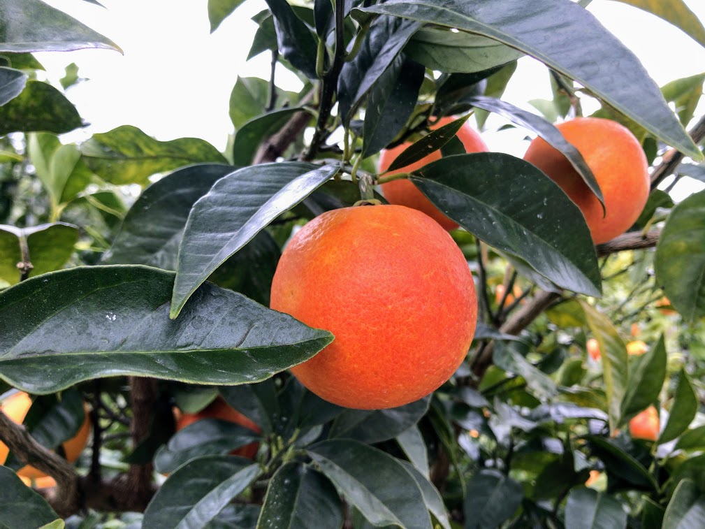 みかんの生育状況－9月