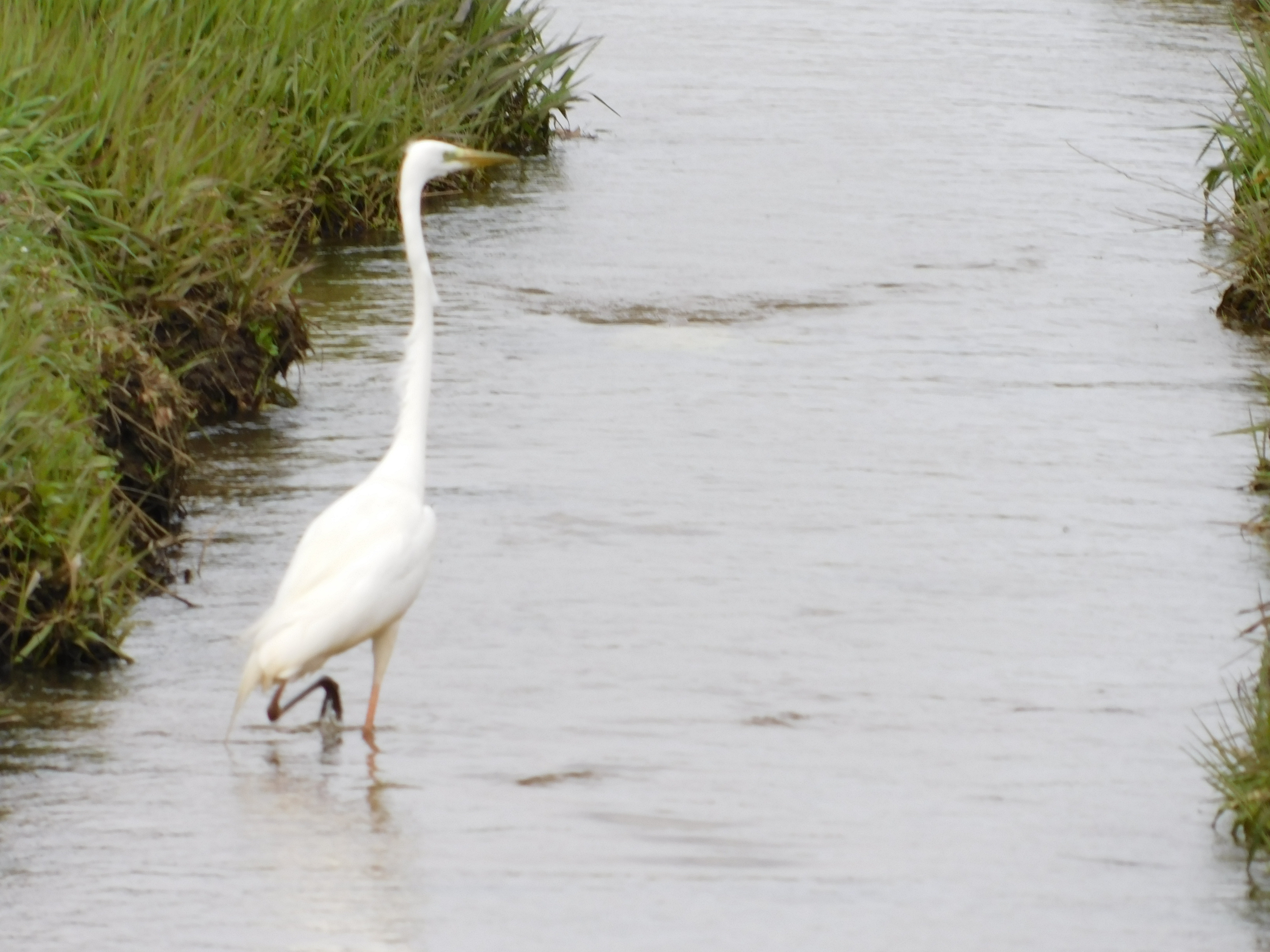 �c�O�Ȃ��甒�����񂽂��̓V�x���A�֓n���Ă��܂������ƁB�ł��A�V���T�M�����܂����B