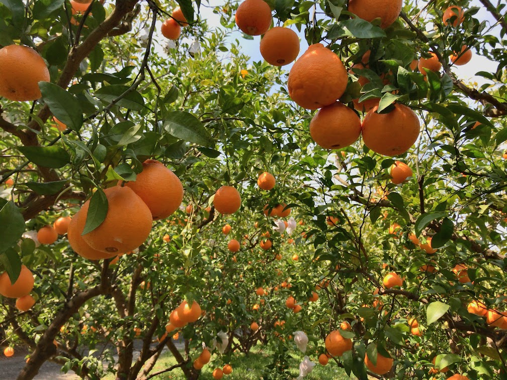 「不知火」の収穫が始まりました。