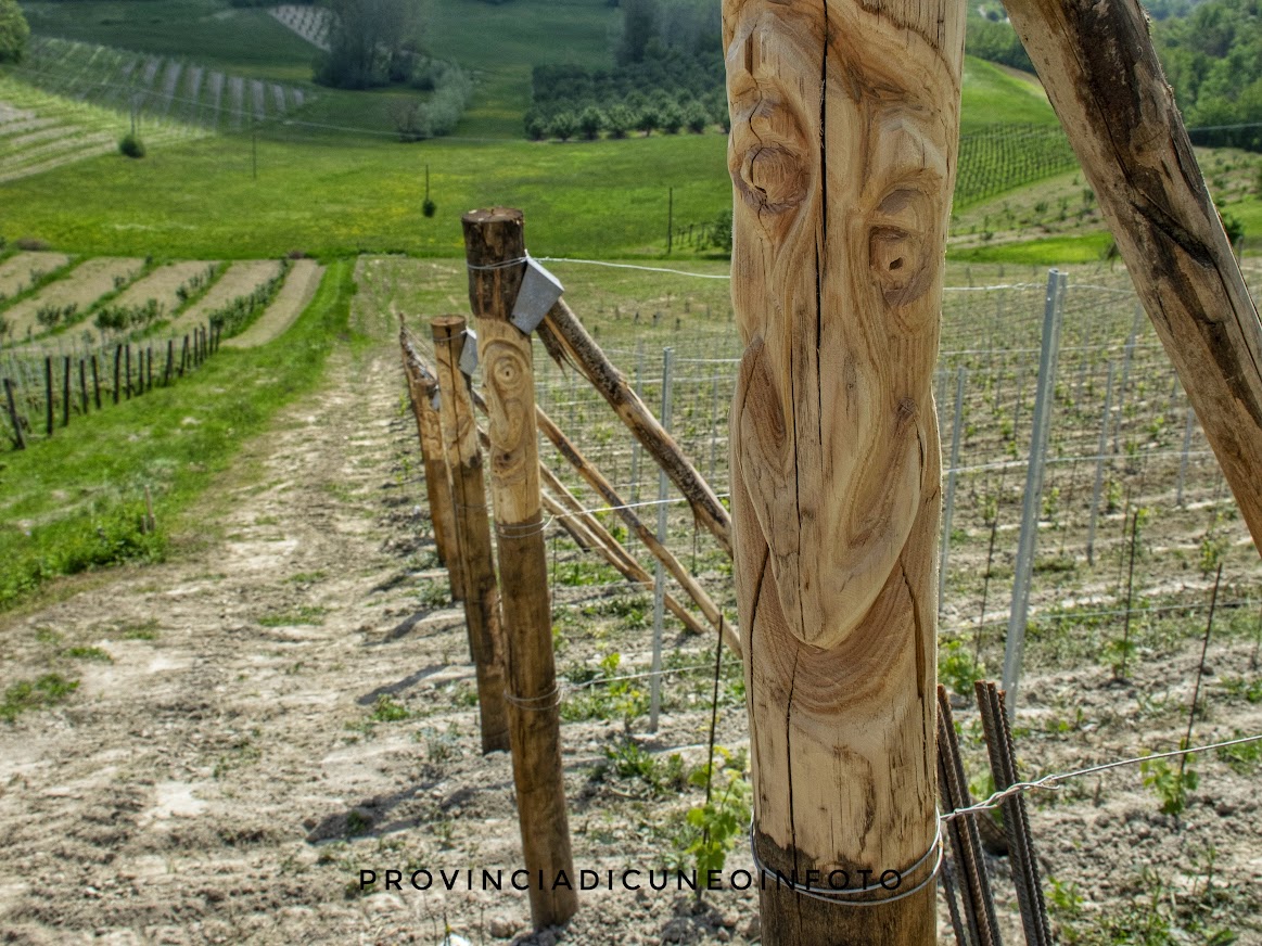 La vigna dij ciuc - La vigna degli ubriachi a Dogliani