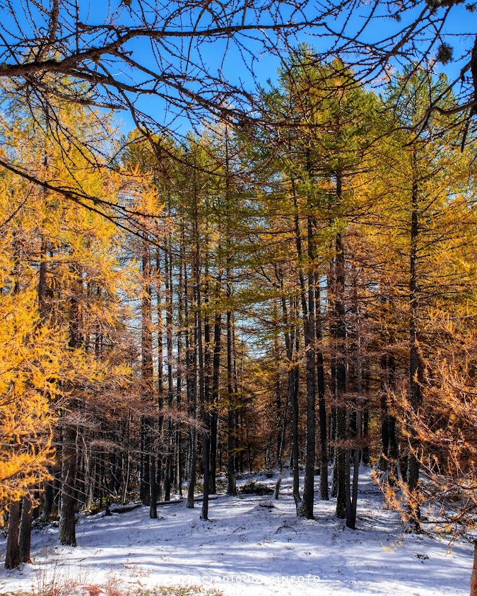 Escursione in autunno nel Bosco delle Navette in Valle Tanaro