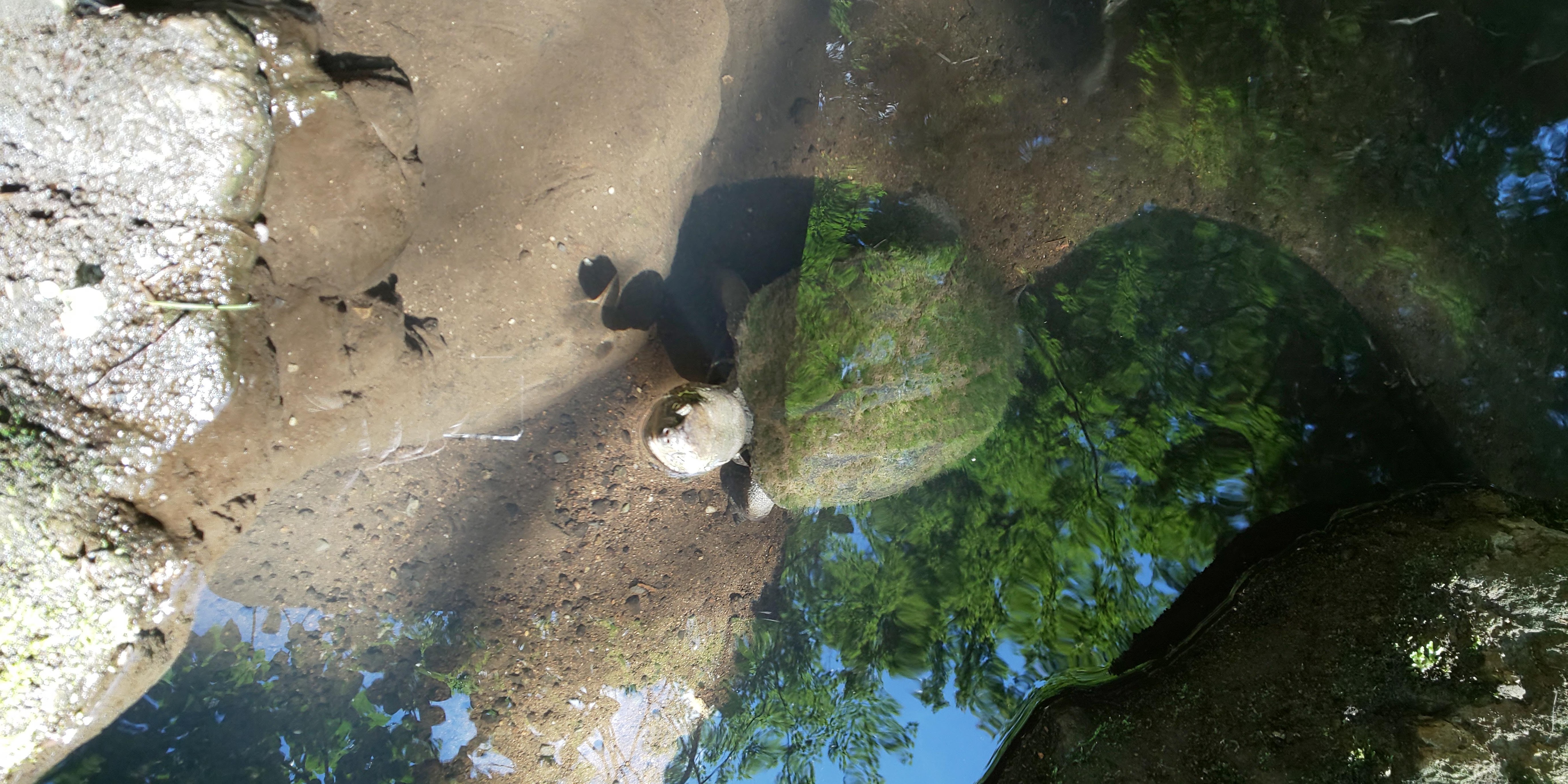 �u�Z�`���v�̋T����B