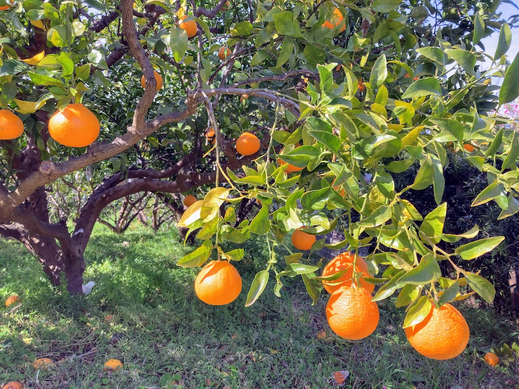 「不知火」収穫開始です。