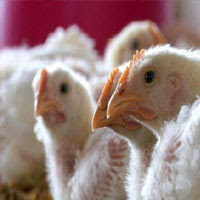 Avian Influenza A
