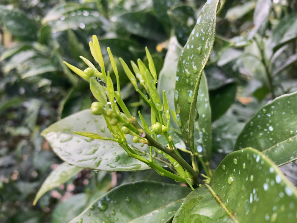 雨の合間を縫って。