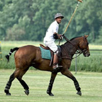 polo pony