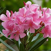 Oleander Flower