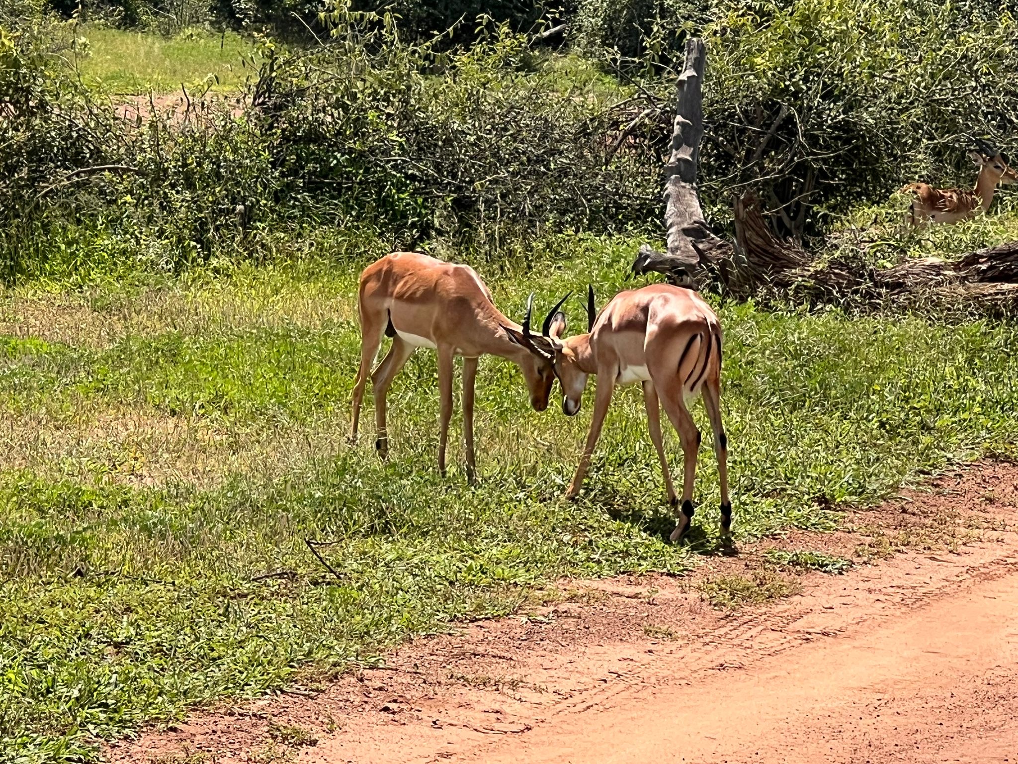 25 Days Tanzania