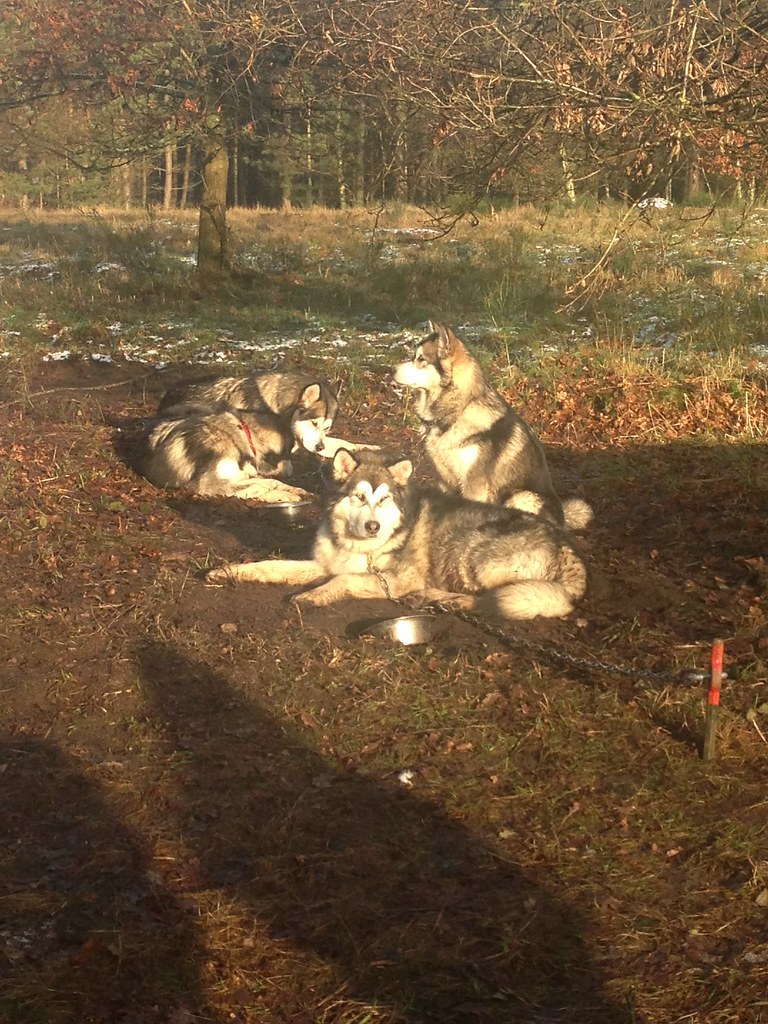 husky puppies for sale in ohio